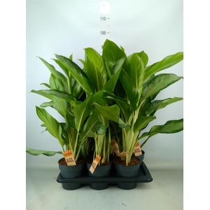 Aglaonema  'Cleopatra'