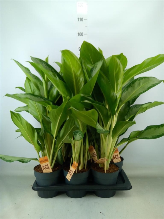<h4>Aglaonema  'Cleopatra'</h4>