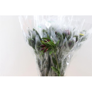 Alstr Nathalya (red)