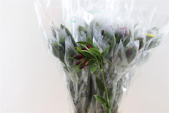 <h4>Alstr Nathalya (red)</h4>