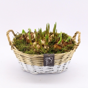 BLCR-2611 Bulbs creations