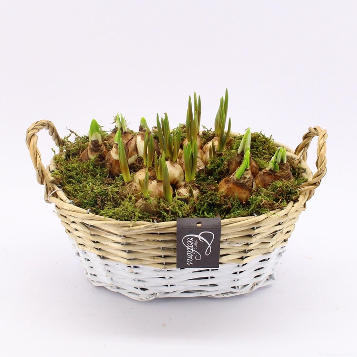 <h4>BLCR-2611 Bulbs creations</h4>