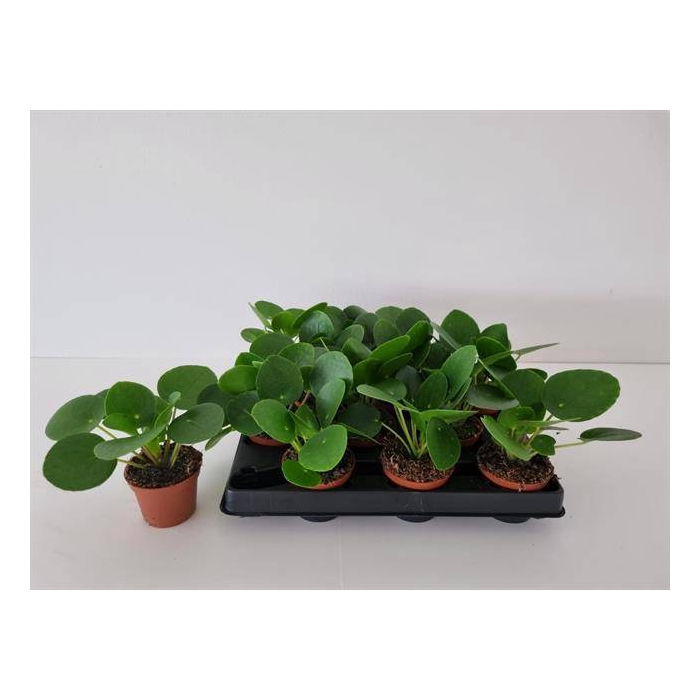 <h4>Pilea peperomoides 6Ø 12cm</h4>