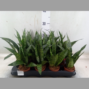 Sansevieria trifa. 'Black Coral'