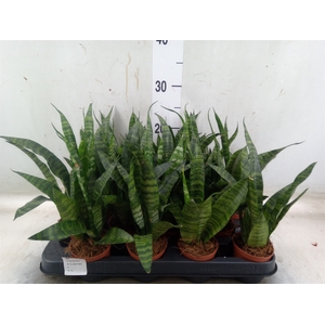 Sansevieria trifa. 'Black Coral'