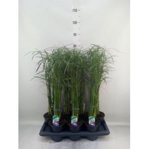 Cyperus alternifolius 'Gracilis'