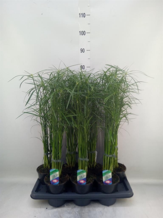 <h4>Cyperus alternifolius 'Gracilis'</h4>