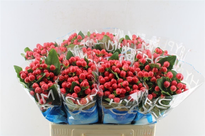 <h4>Hyp Coco Tango Red</h4>