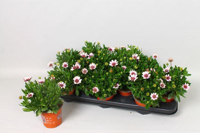 <h4>OSTEO SENORI QUINTY</h4>