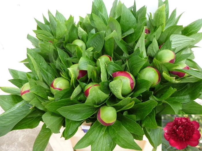 <h4>PAEO RED CHARM</h4>