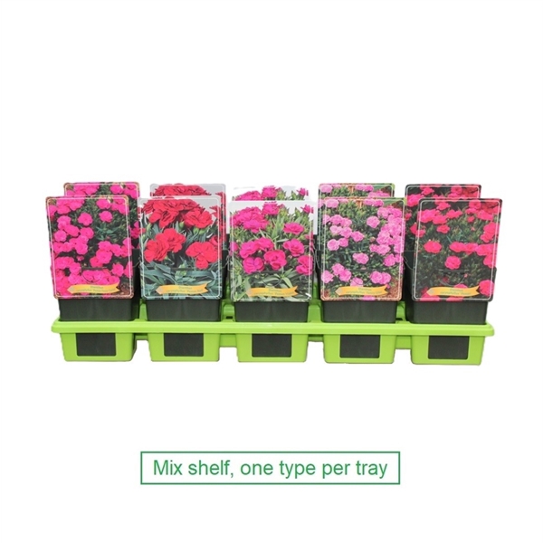 <h4>Dianthus mix 6x10 srt. per laag P11</h4>