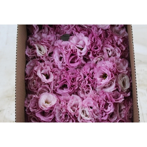 LISIANTHUS FLOR ROSA