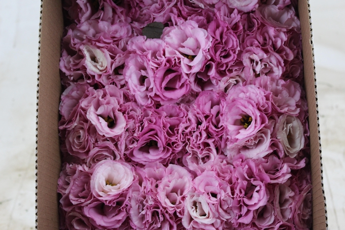 <h4>LISIANTHUS FLOR ROSA</h4>