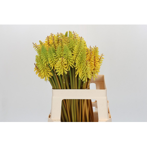 Kniphofia Eycone Yellew Eijco