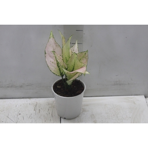 AGLAONEMA WHITE JOY P12