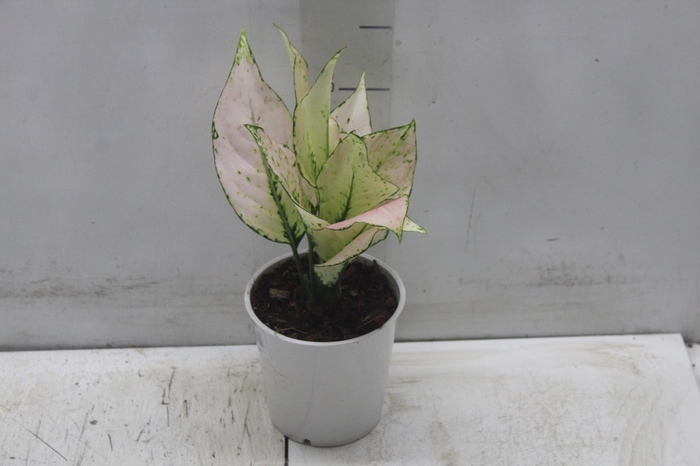 AGLAONEMA WHITE JOY P12