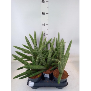 Sansevieria cyl.  ...