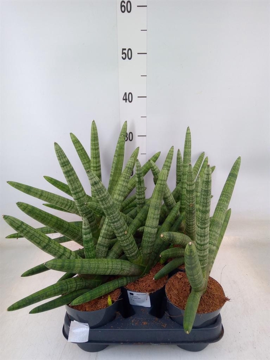 <h4>Sansevieria cyl.  ...</h4>
