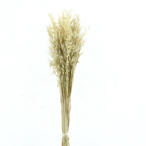 Dried Avena Wild Natural Green