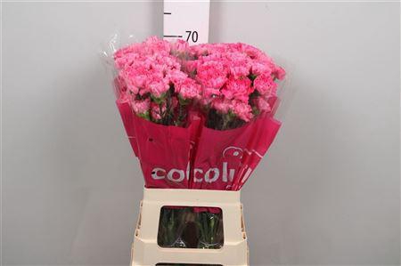 <h4>Di St Tonic Golem</h4>