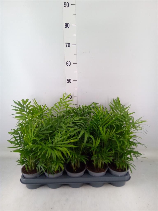<h4>Chamaedorea elegans</h4>