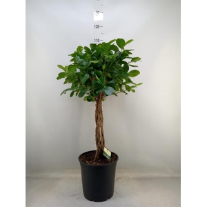Ficus microcarpa 'Moclame'