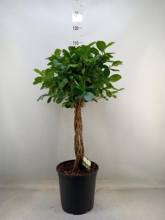 <h4>Ficus microcarpa 'Moclame'</h4>