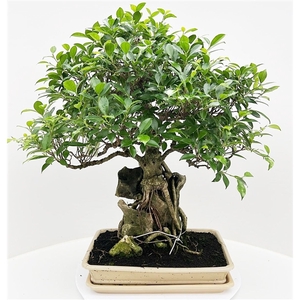 Ficus retusa on rock, pot 41cm. Height 70cm. With drip tray. (Single item)