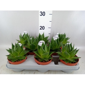 Aloe aristata 'Cosmo'