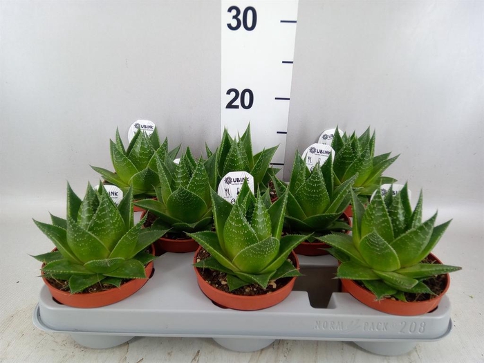 <h4>Aloe aristata 'Cosmo'</h4>