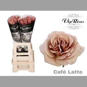 R GR CAFE LATTE x20