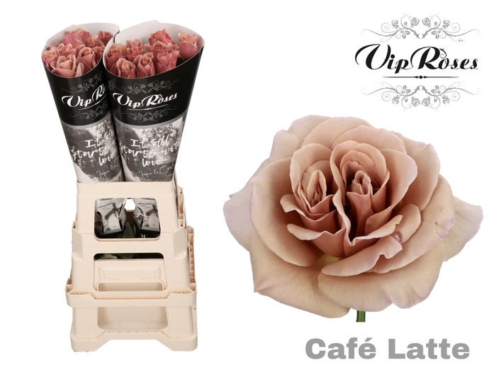 <h4>R Gr Cafe Latte X20</h4>
