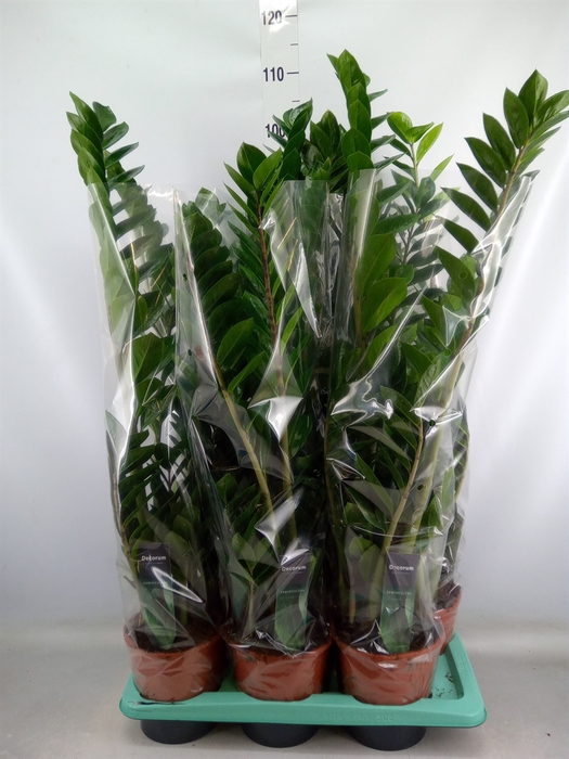 <h4>Zamioculcas zamiifolia</h4>