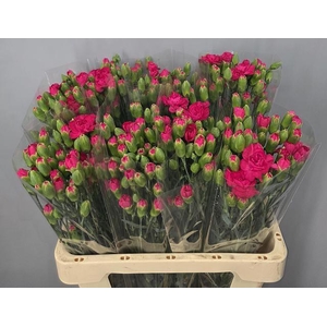 DI TR CERISE AMELIE