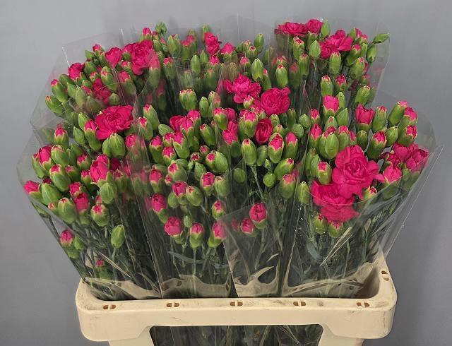 <h4>DI TR CERISE AMELIE</h4>