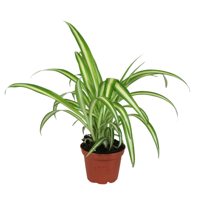 <h4>Chlorophytum variegatum midi</h4>