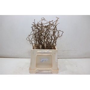 Coryl Av Contorta 40 Cm