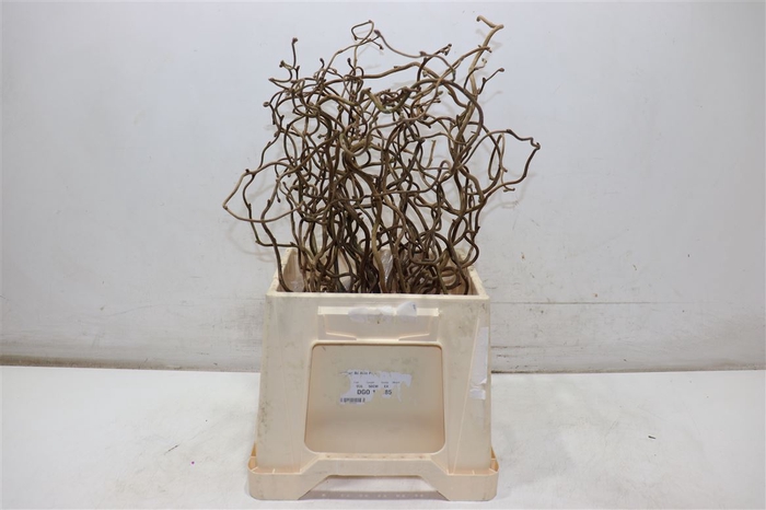 Coryl Av Contorta 40 Cm