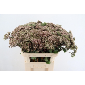 SEDUM MATRONA