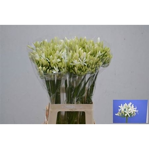 Agap Eyfori White