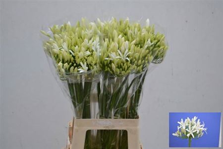 Agap Eyfori White