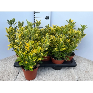 euonymus marieke - pot 13