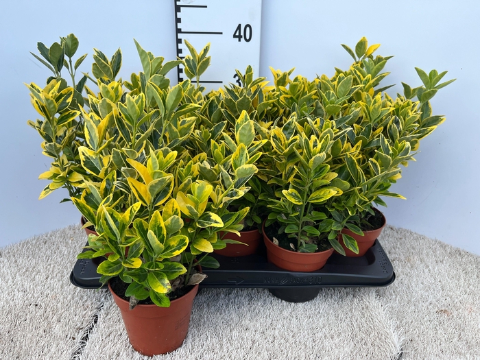 <h4>euonymus marieke - pot 13</h4>