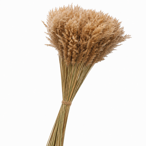 Dried Cortaderia Naturally