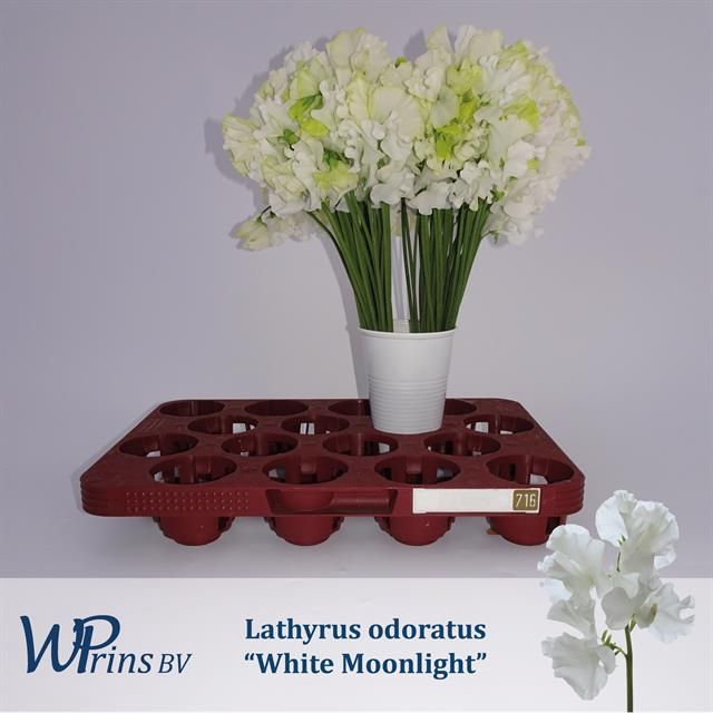<h4>LATHYR WHITE MOONLIG</h4>