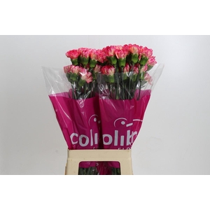 Dianthus St Spritz