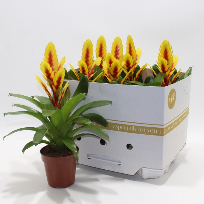 <h4>VRIES INTENSO YEL FL</h4>