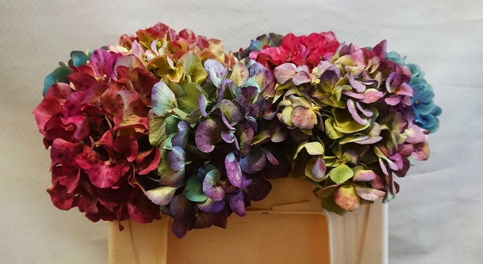 <h4>HYDR OV CLASSIC</h4>