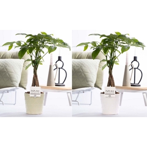 Pachira Aquatica in P&PURE Juliette ceramics ass.2