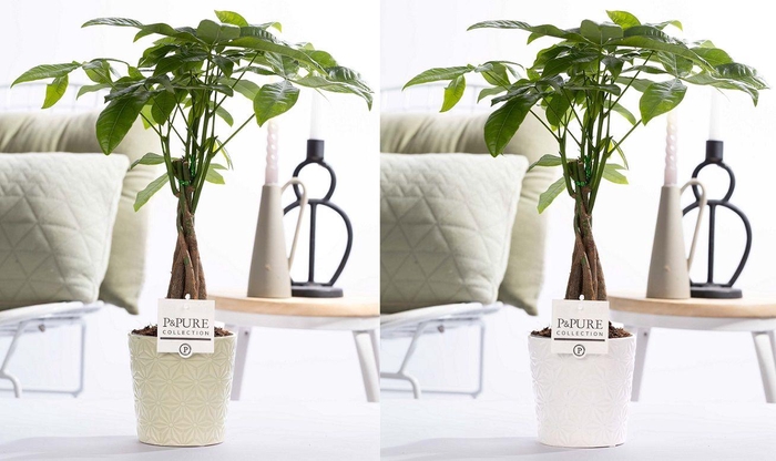 <h4>Pachira Aquatica in P&PURE Juliette ceramics ass.2</h4>